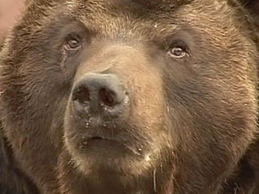 На улице российского села полицейские застрелили медведя