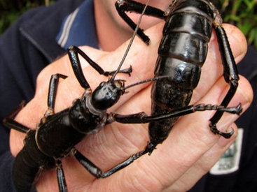 33 причудливых фактов, доказывающих, что Австралия — это сумасшедшее место - ФОТО