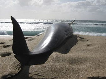 В США массово гибнут дельфины