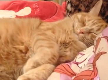 Вот как просыпаются очень уставшие кошки - ВИДЕО