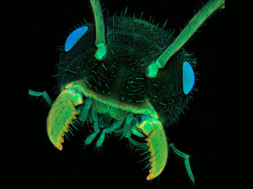 Неизведанный мир: конкурс микрофотографии Nikon Small World 2011 - ФОТОСЕССИЯ