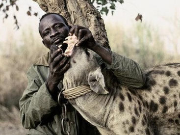В Африке жестоких гиен используют как домашних животных – ФОТОСЕССИЯ