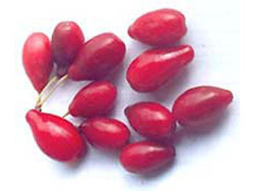 Zoğal xərçənglə mübarizə aparar