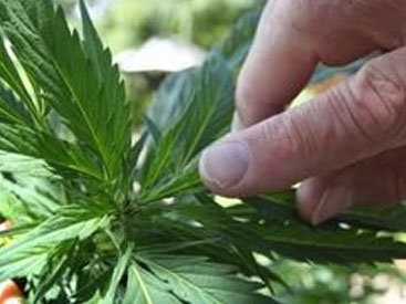 В Баку у бывшего заключенного изъяли крупную партию марихуаны
