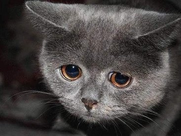 "Лада Калина" признана опасной для кошек