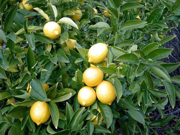Limonu hətta Şəkidə də yetişdirənlər var