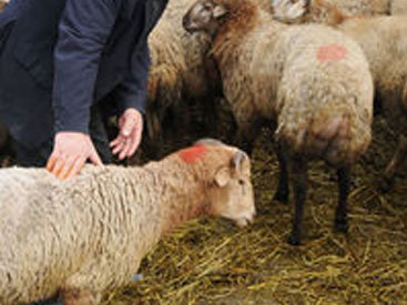 Qurban bayramı zamanı özünüzü bəzi işbazlardan qoruyun! - ARAŞDIRMA