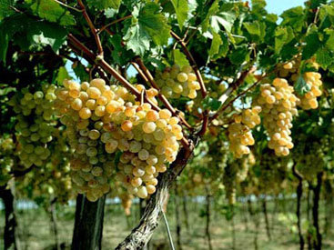 Üzümçülük Azərbaycanda bütün dövrlərdə inkişaf edib