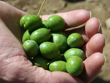 В Азербайджане выявлены опасные для здоровья оливки и сухофрукты