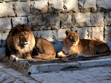 Тбилисский зоопарк готовится к открытию
