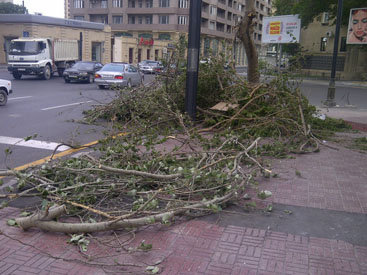 Обрубленные ветви "задержались" на одной из улиц Баку - ФОТО