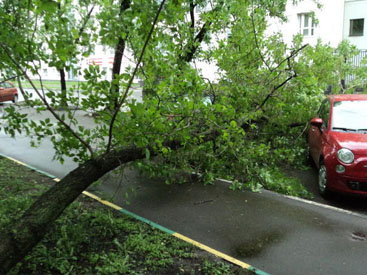 Упавшее дерево убило жителя Нефтчалы