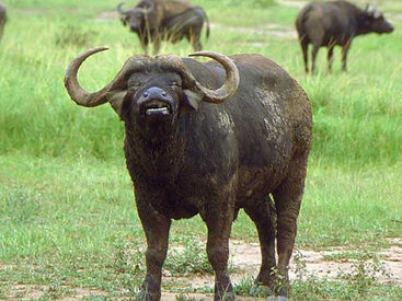 Camış insanı öldürdü - AZƏRBAYCANDA