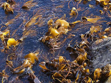 Nargis Magazin. Талассотерапия - целебная сила моря - ФОТО