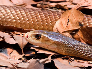 Azərbaycanlı Əli 18 ildir ilan əti yeyir