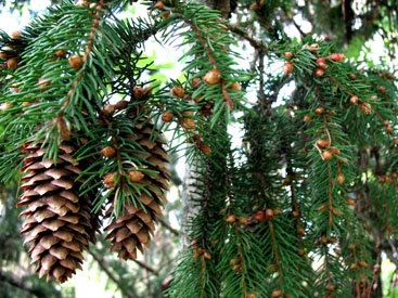 Пропали ели, посаженные в Гюмри к приезду Путина