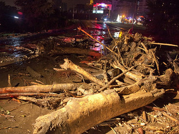 Трагедия в Тбилиси: по городу гуляют дикие звери - ОБНОВЛЕНО - ФОТО - ВИДЕО