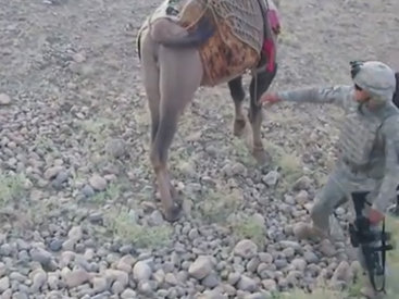Афганский верблюд расправился с американским морпехом - ВИДЕО
