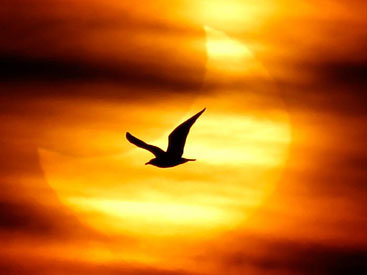 Когда ждать солнечных и лунных затмений в 2016 году