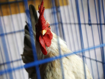 Попадает ли в Азербайджан мясо из стран с птичьим гриппом