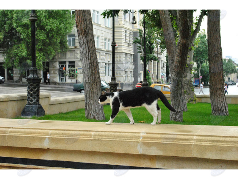 Летний дождь в Баку: глоток прохлады после изнурительной жары - ФОТОСЕССИЯ