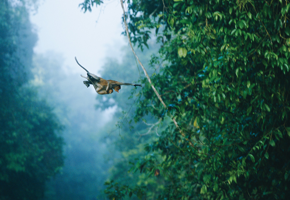Двигайся как миллионы, выживай как один: новый фильм от National Geographic - ФОТОСЕССИЯ