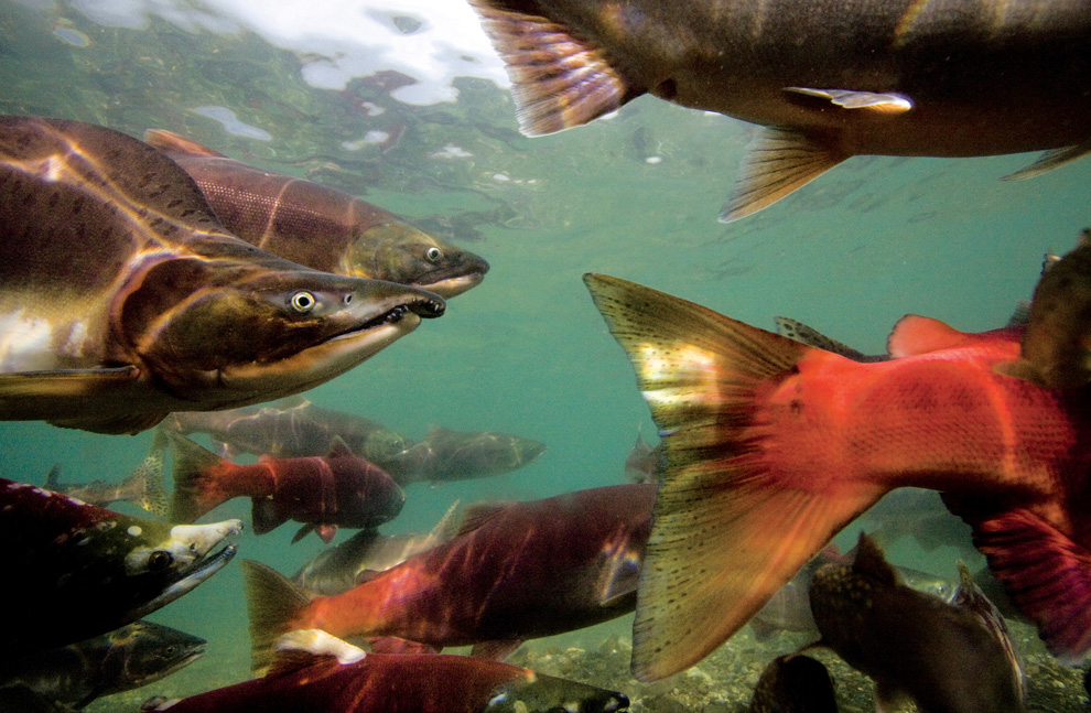 Двигайся как миллионы, выживай как один: новый фильм от National Geographic - ФОТОСЕССИЯ