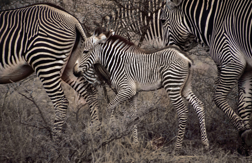 Двигайся как миллионы, выживай как один: новый фильм от National Geographic - ФОТОСЕССИЯ