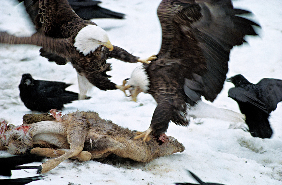 Двигайся как миллионы, выживай как один: новый фильм от National Geographic - ФОТОСЕССИЯ