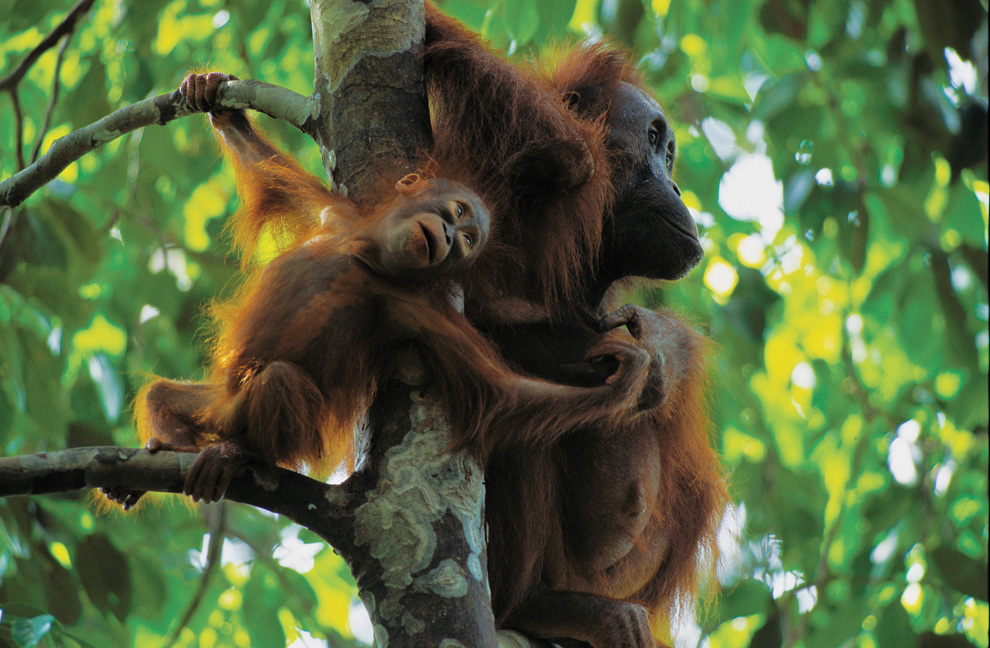 Двигайся как миллионы, выживай как один: новый фильм от National Geographic - ФОТОСЕССИЯ