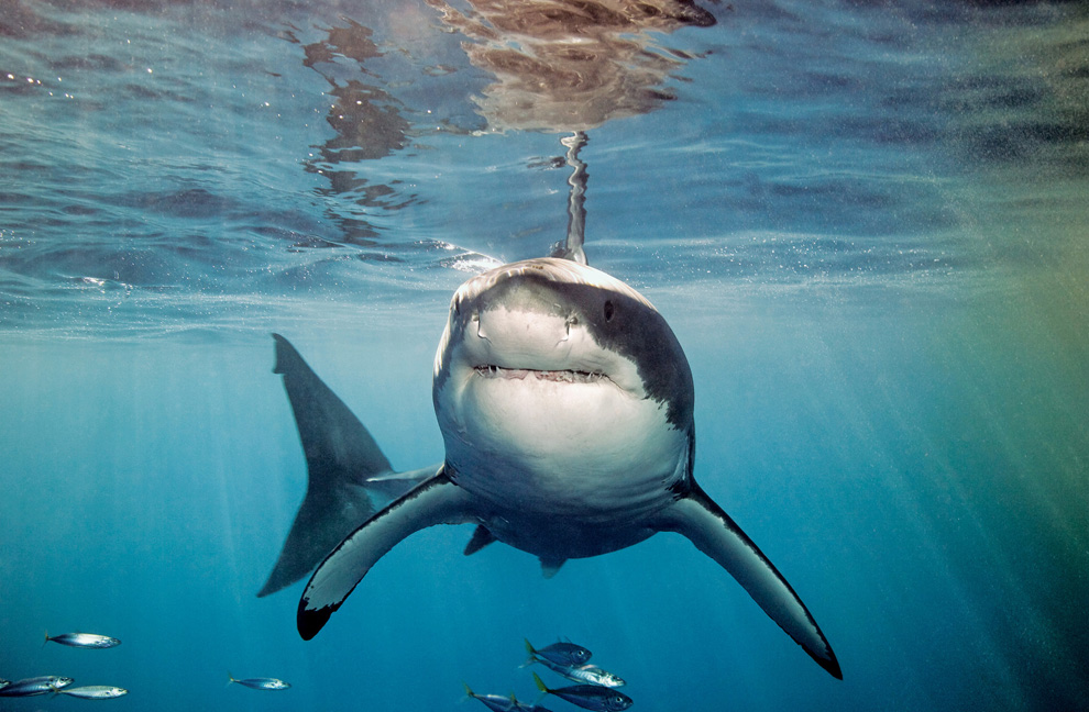 Двигайся как миллионы, выживай как один: новый фильм от National Geographic - ФОТОСЕССИЯ