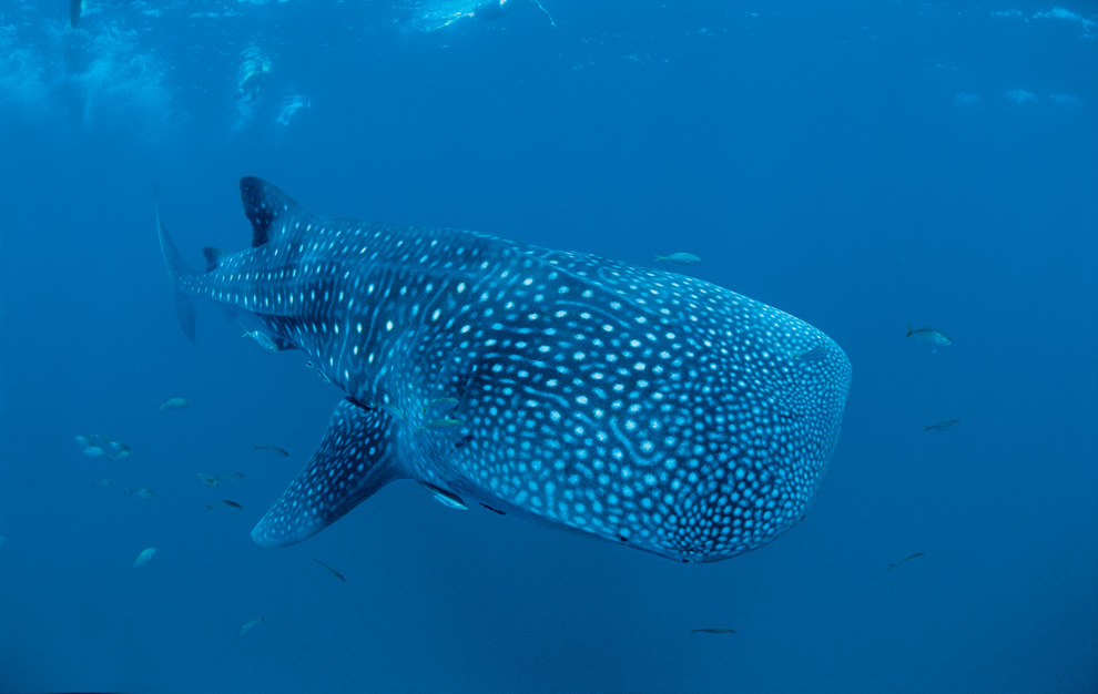 Двигайся как миллионы, выживай как один: новый фильм от National Geographic - ФОТОСЕССИЯ