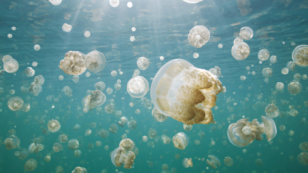 Двигайся как миллионы, выживай как один: новый фильм от National Geographic - ФОТОСЕССИЯ