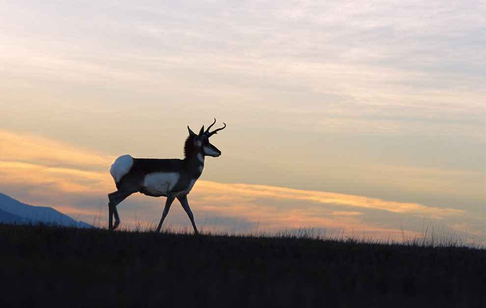 Двигайся как миллионы, выживай как один: новый фильм от National Geographic - ФОТОСЕССИЯ