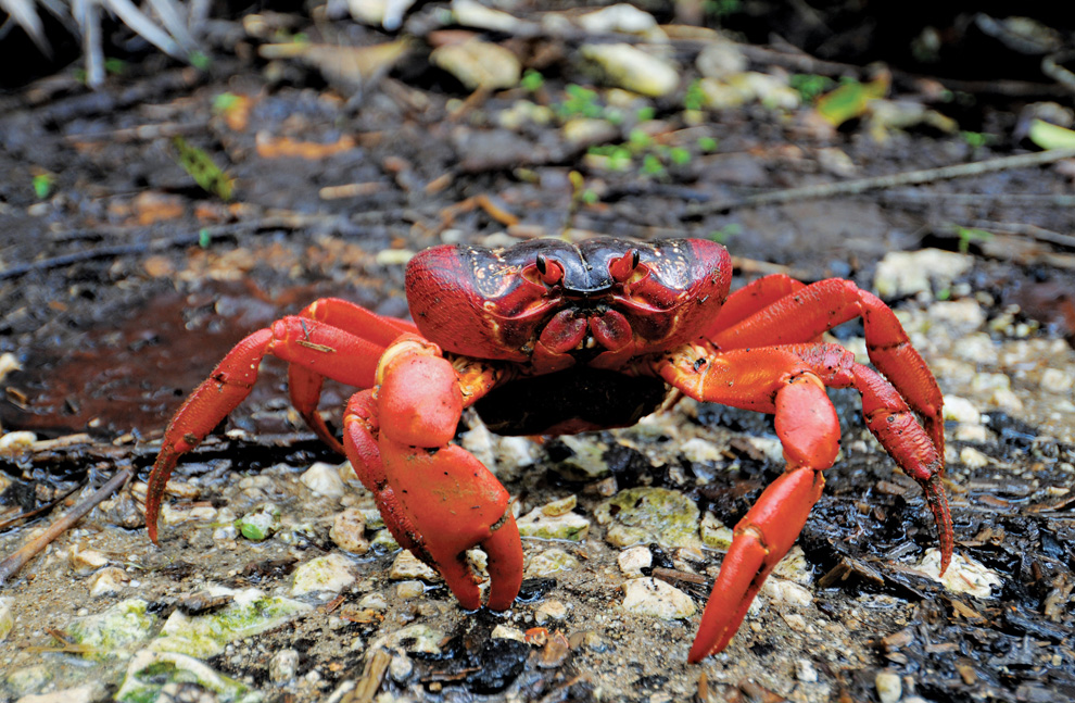 Двигайся как миллионы, выживай как один: новый фильм от National Geographic - ФОТОСЕССИЯ