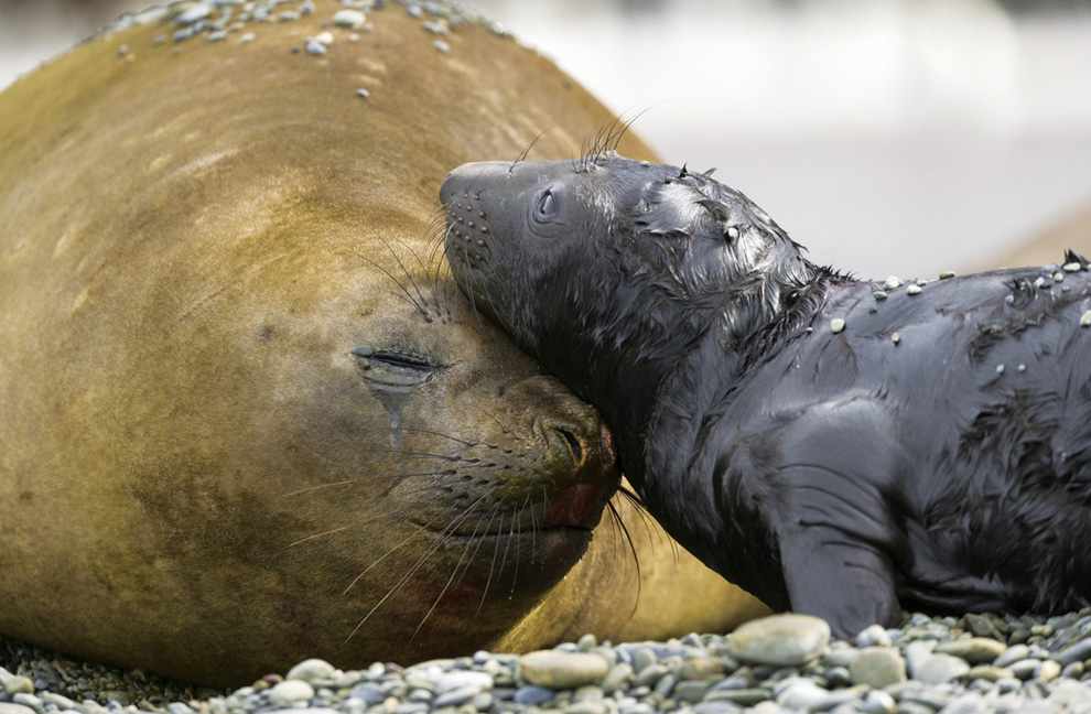 Двигайся как миллионы, выживай как один: новый фильм от National Geographic - ФОТОСЕССИЯ