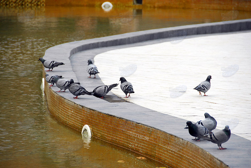 Самые красивые уголки бакинских парков - ФОТОСЕССИЯ