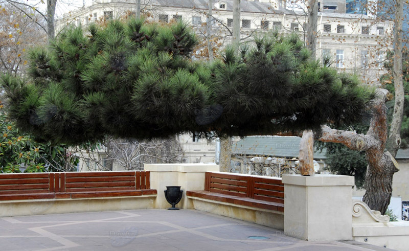 Самые красивые уголки бакинских парков - ФОТОСЕССИЯ