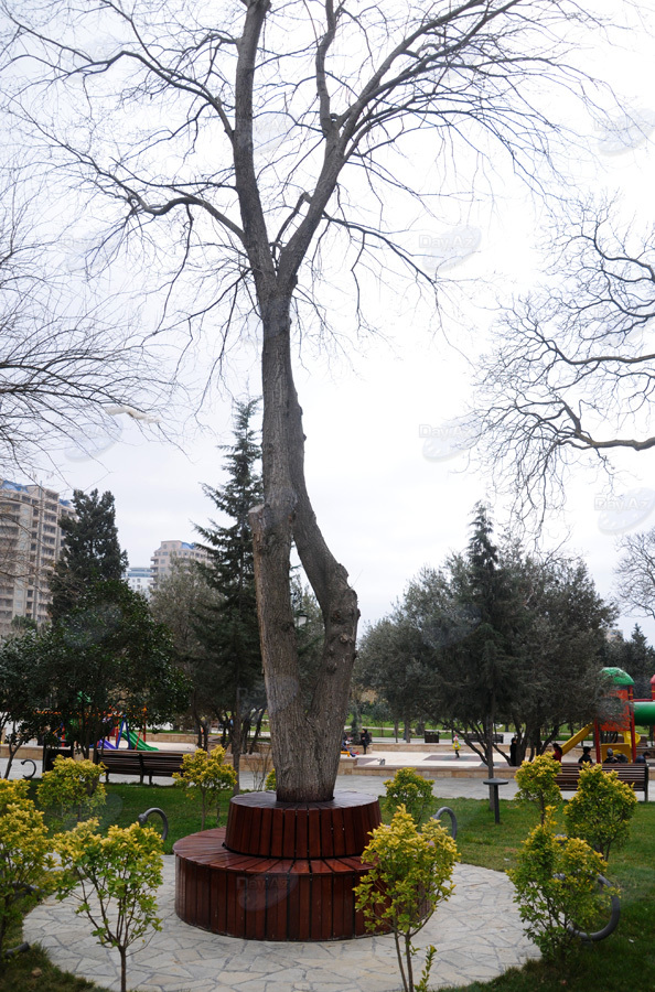 Второе дыхание: новый облик бакинского Парка офицеров – ФОТОСЕССИЯ