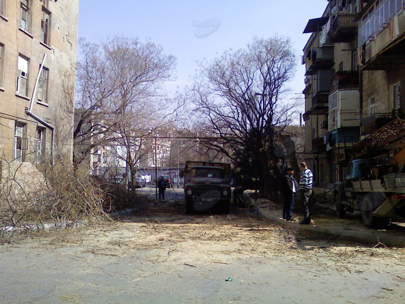 В одном из районов Баку массово вырубают деревья? - ФОТО