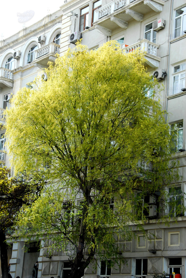 Майское настроение: невероятные краски бакинской весны - ФОТОСЕССИЯ