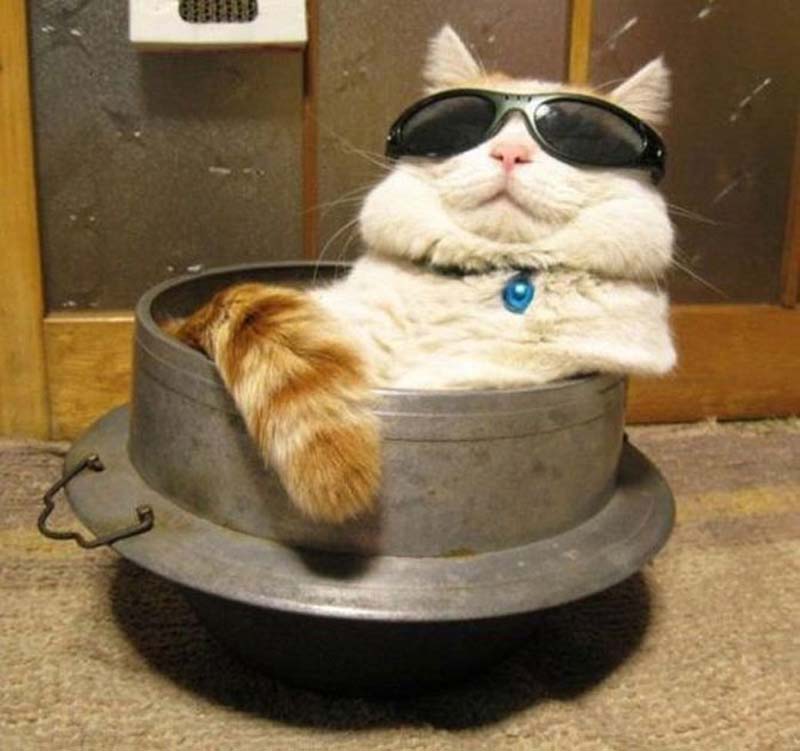 Гламур добрался до животных: Кошки в очках - ФОТОСЕССИЯ