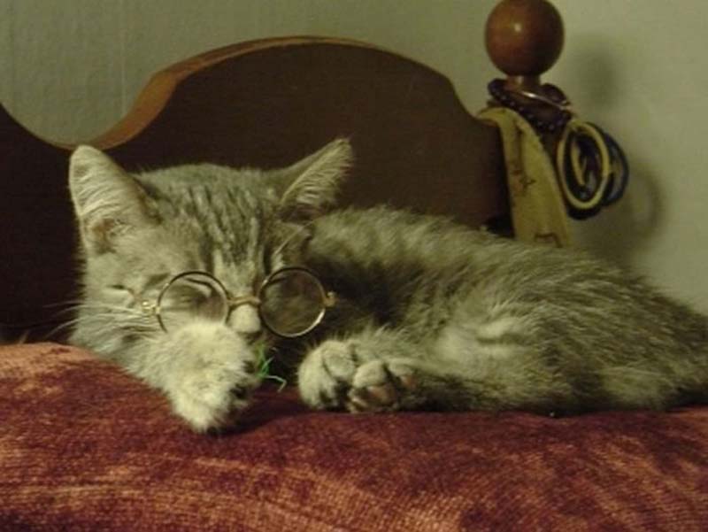 Гламур добрался до животных: Кошки в очках - ФОТОСЕССИЯ
