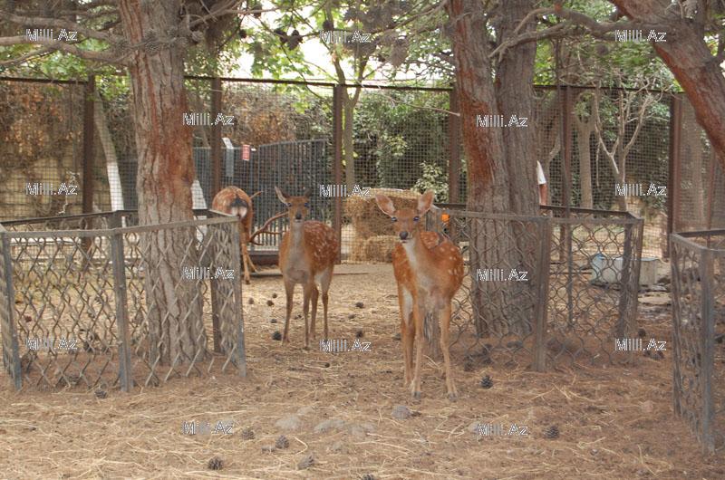 В Бакинском зоопарке появятся новые питомцы - ФОТОСЕССИЯ - ОПРОС