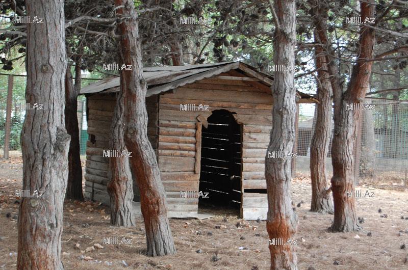 В Бакинском зоопарке появятся новые питомцы - ФОТОСЕССИЯ - ОПРОС