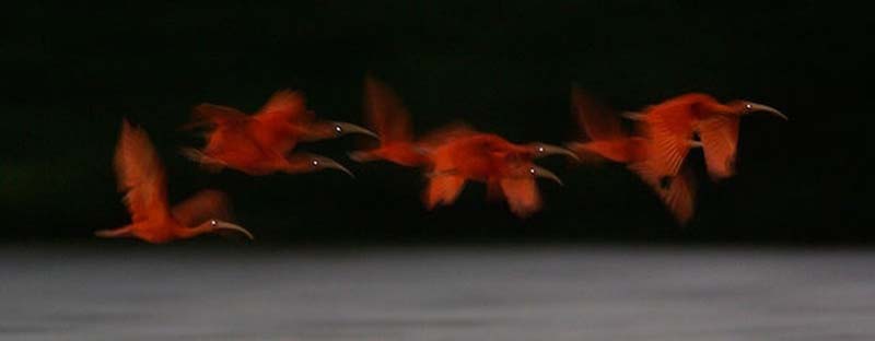 Яркие краски тропического рая - ФОТОСЕССИЯ