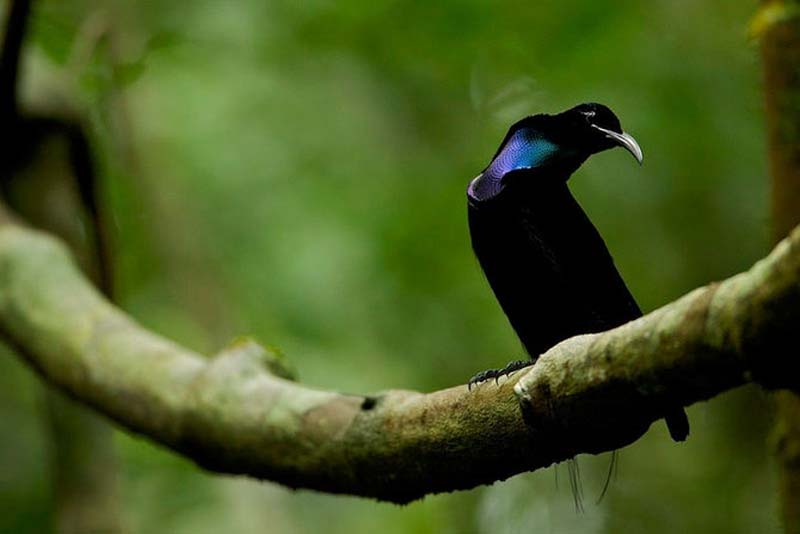Яркие краски тропического рая - ФОТОСЕССИЯ