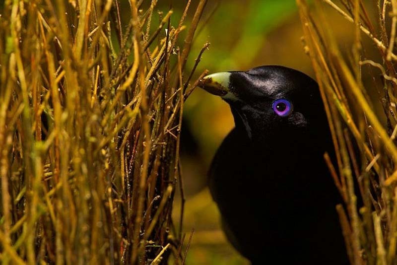Яркие краски тропического рая - ФОТОСЕССИЯ