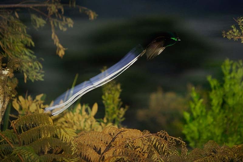 Яркие краски тропического рая - ФОТОСЕССИЯ