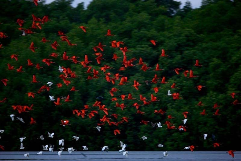 Яркие краски тропического рая - ФОТОСЕССИЯ